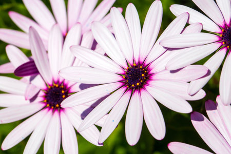 Macro view of white and purple African daisy Osteospermum flowers blooming in sun