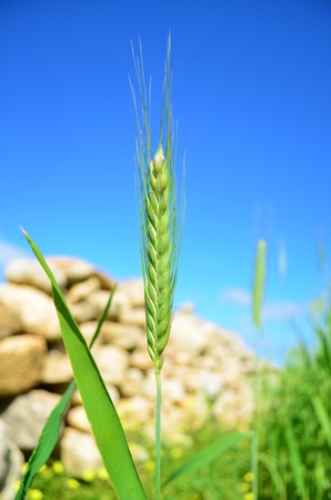 Green wheatの写真素材