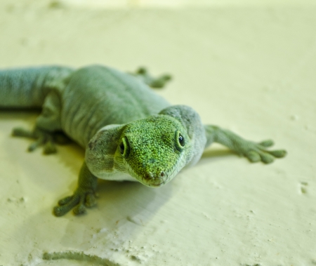 Geckoの写真素材