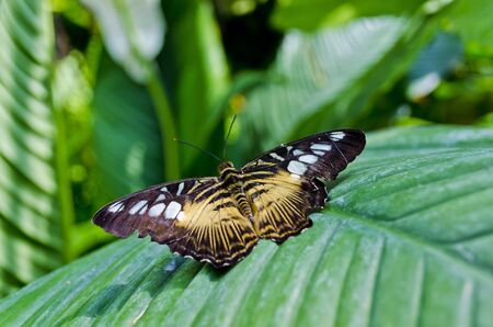 Butterfly House of Villa Garzoni in Collodi - Italyの写真素材