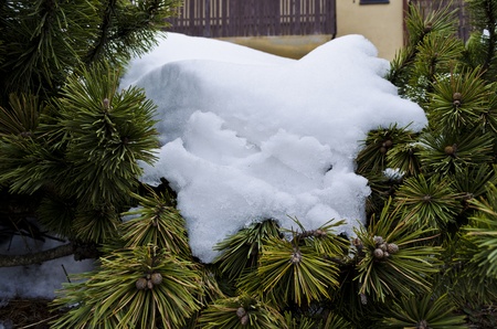 Snow on pine treesの写真素材
