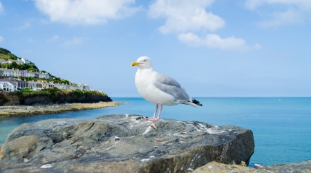 Seagull in New Quay - Wales, United Kingdomの写真素材