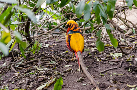 Chinese Pheasant at Birds  in Plettenberg Bay South Africaの写真素材