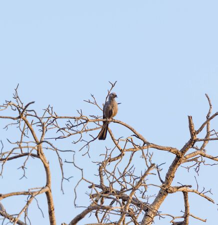 Go away bird in Kruger Park South Africaの写真素材