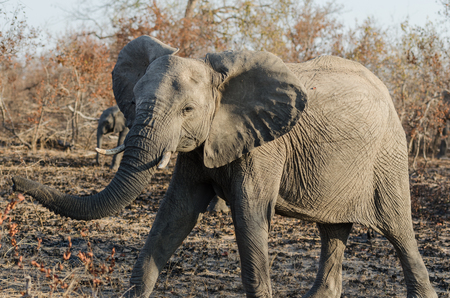 Elephant in Kruger Park South Africaの写真素材