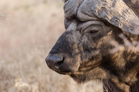 Wild Cape Buffalo in Kruger Park South Africaの写真素材