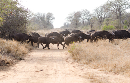 Wild Cape Buffalos in Kruger Park South Africaの写真素材