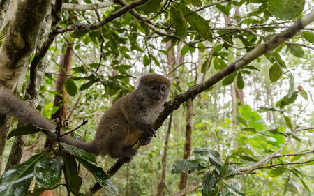 Bamboo lemurs in Andasibe Park Madagascarの写真素材