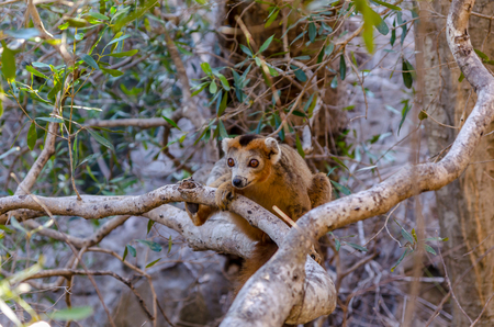 Crowned Lemur in Ankarana Park Madagascarの写真素材