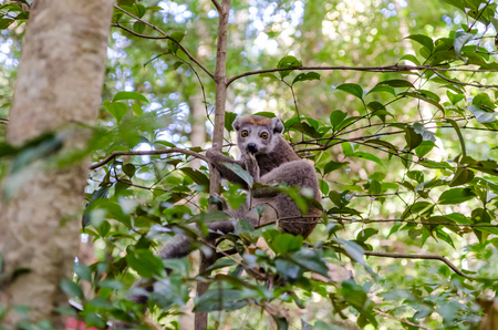 Common brown lemur in Madagascar