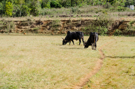 Black Zebu grazing in Madagascarの写真素材