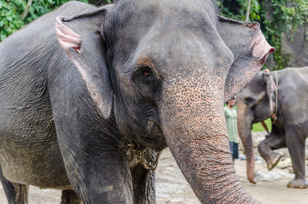 Sumatran elephants in Tangkahan Sumatra Indonesiaの写真素材