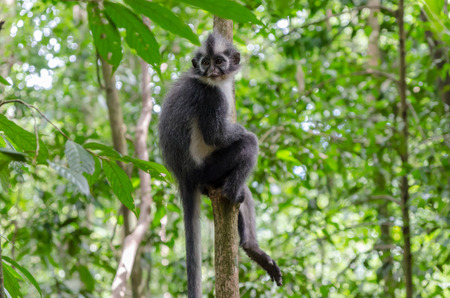 Thomas's leaf monkey in Gunung Leuser National Park in Northern Sumatra, Indonesiaの写真素材