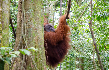 Sumatran wild orangutan in Gunung Leuser National Park in Northern Sumatra, Indonesiaの写真素材