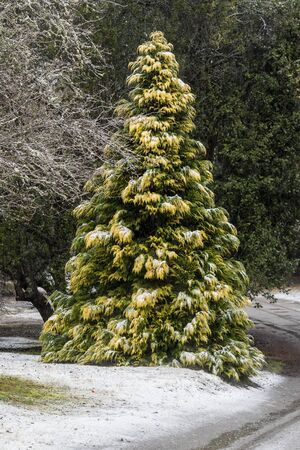 Snow covered tree in Villa la Angostura, Argentinaの写真素材
