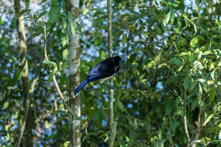 Plush crested Jay in Iguazu Park, Misiones Province Argentinaの写真素材