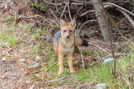 Wild Fox in the Woods in Santa Cruz Province, Argentinaの写真素材