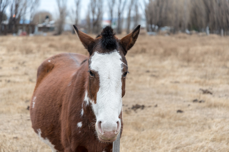 Closeup of a horse in El Calafate, Argentinaの写真素材