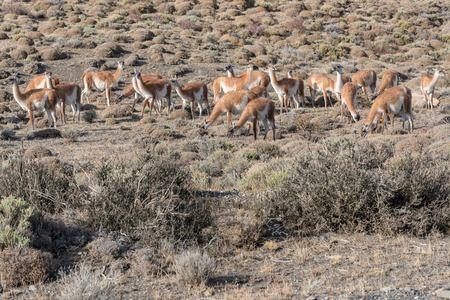 Guanacos in Parque Nacional Torres del Paine in Chileの写真素材