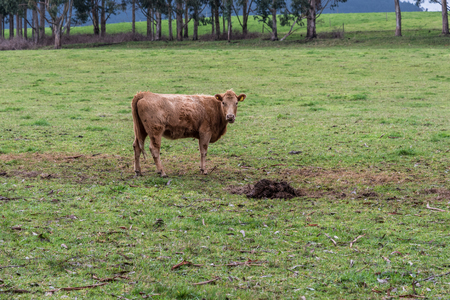 Grazing cows near Puerto Varas, Chileの写真素材