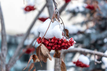 Rowan tree covered in snowの写真素材