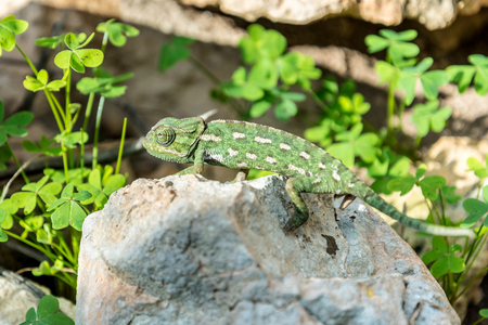 Chameleon in the Maltese countrysideの写真素材
