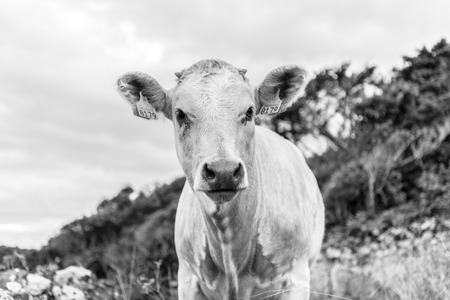 Grazing cows in FajÃ£ Grande on the island of Flores in the Azores, Portugalの写真素材
