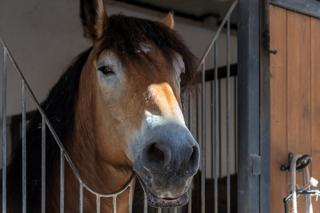 Horse in a stable in the Gardens of Palacio de Pena in the outskirts of Sintra in Portugalの写真素材
