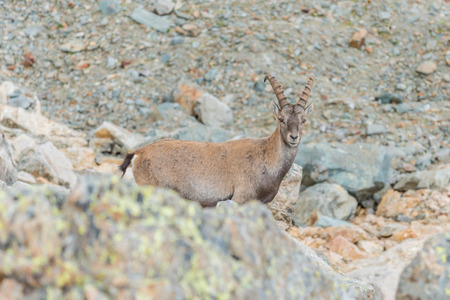 Ibex on the peaks near Lac Blanc in Auvergne-RhÃ´ne-Alpes in Franceのeditorial素材