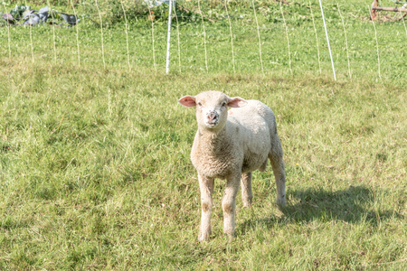 Grazing lamb in Switzerlandの写真素材