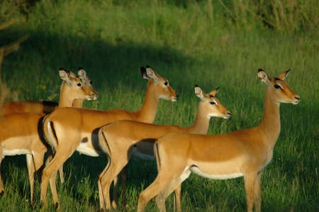 a herd of impala looking at a hyena in the distanceの写真素材