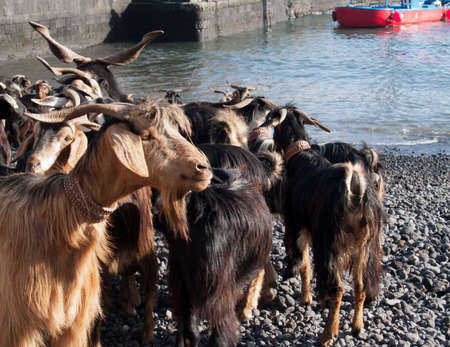 goats before traditional bathing in Atlantic Ocean, Tenerifeの写真素材