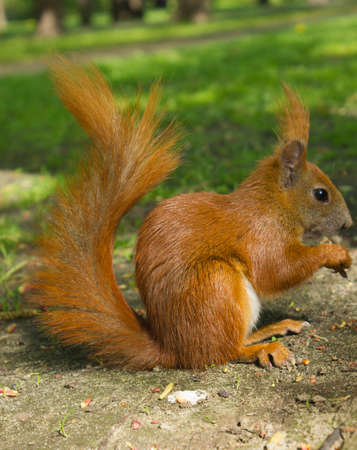 Red Eurasian squirrel sitting in the parkの写真素材