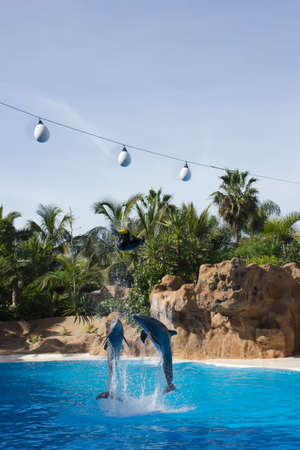 PUERTO DE LA CRUZ, TENERIFE - DECEMBER 26: Dolphin show in the Loro Parque, which is now Tenerife's largest attraction with europe's biggest dolphin pool. December 26 2013 Puerto De La Cruz, Tenerife のeditorial素材