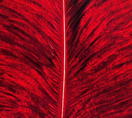 Background image of the bird's red featherの写真素材