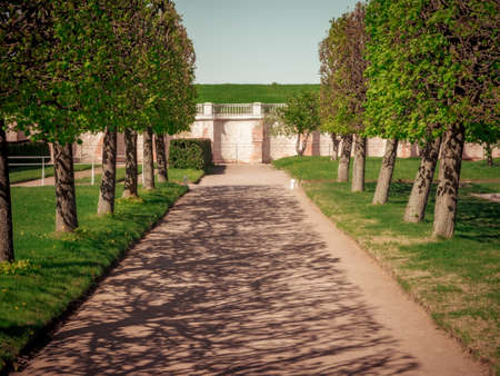 Alley of trimmed trees in the summer parkの写真素材