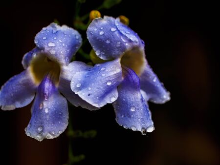 Blossomed flowers on the dark background. Shallow focus. Tropical holidaysの写真素材