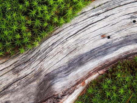 Close-up of tree root surrounded by grassの写真素材