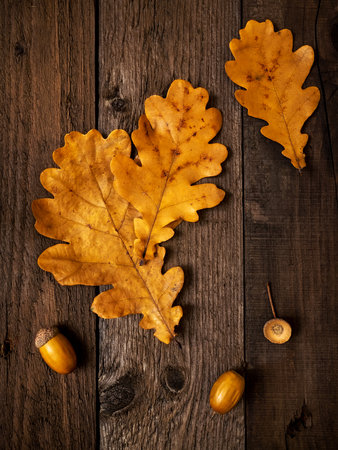 Yellow oak leaves on the wooden backgroundの写真素材