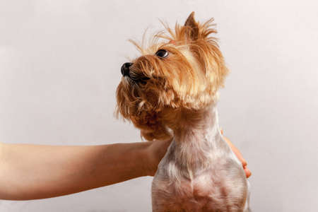 The dog faithfully looks at the manの写真素材