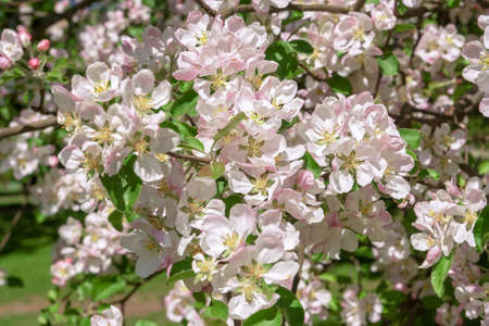 Blossom apple over nature background, spring flowers.の写真素材