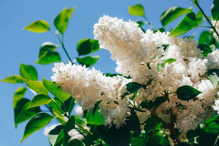 White lilac. Blossoming branch of a white lilac close-upの写真素材