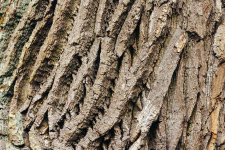 Background texture of old wood, tree bark close-up.の写真素材