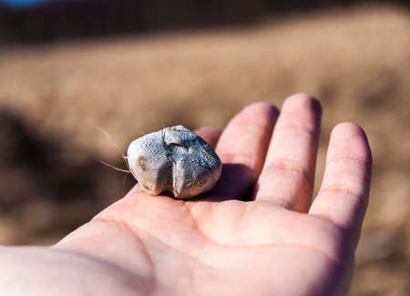 Sea urchin shell placed in a handの写真素材