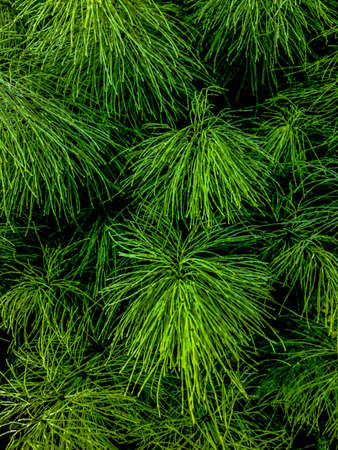 Background a texture furry tree branches for a Christmas card
