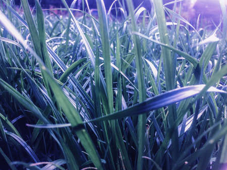 Green grass background. Close up summer meadowの写真素材