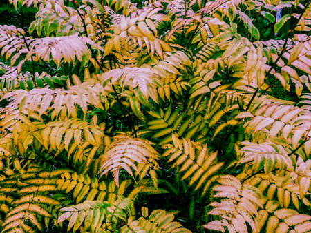 Autumn branches texture, trees with leaves , nature backgroundの写真素材