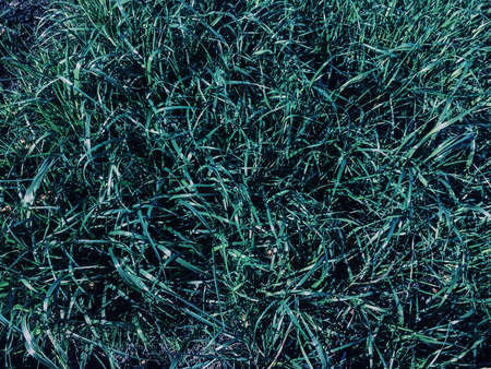 Green grass. natural background texture. fresh spring green grass.の写真素材