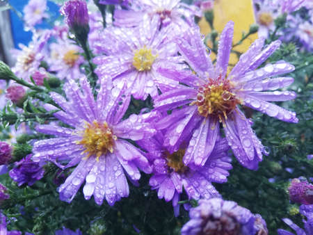 Purple flowersの写真素材