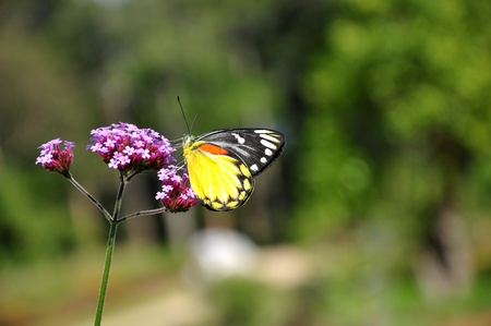 Butterfly feeding on a pink flower in sunny summer gardenの写真素材